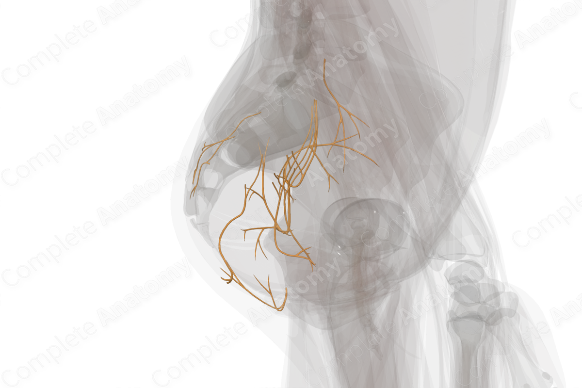 Nerves of Gluteal Region (Left)