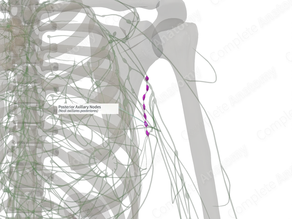 Posterior Axillary Nodes (Right)