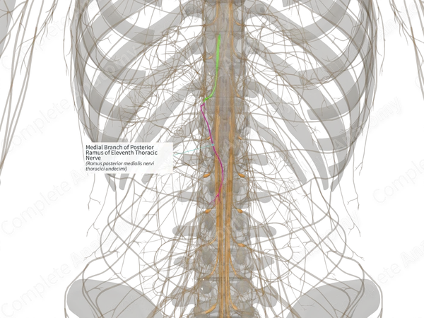 Medial Branch of Posterior Ramus of Eleventh Thoracic Nerve (Right)