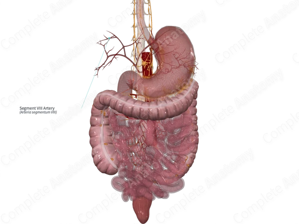 Segment VIII Artery