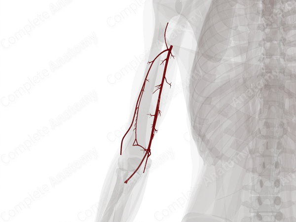 Arteries of Arm (Left)