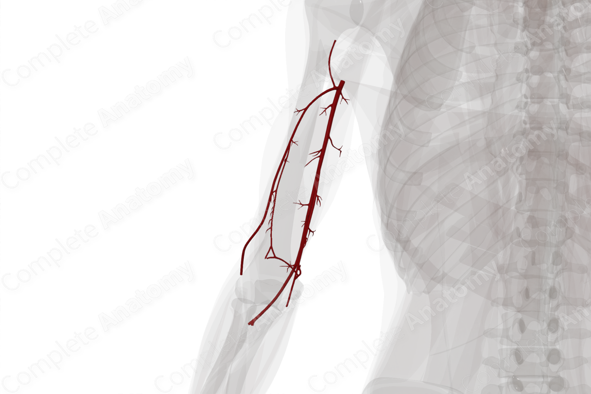 Arteries of Arm (Left)