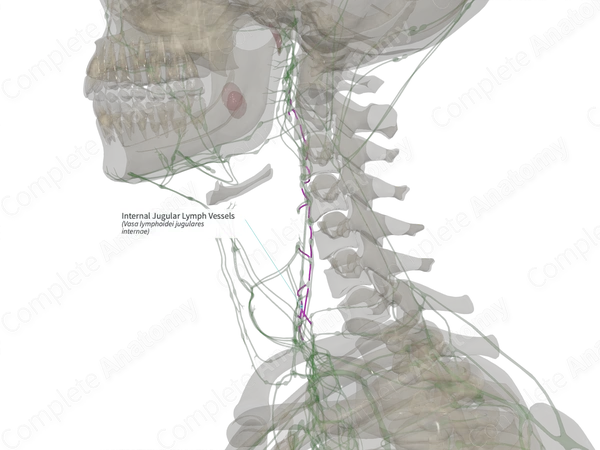 Internal Jugular Lymph Vessels (Left)