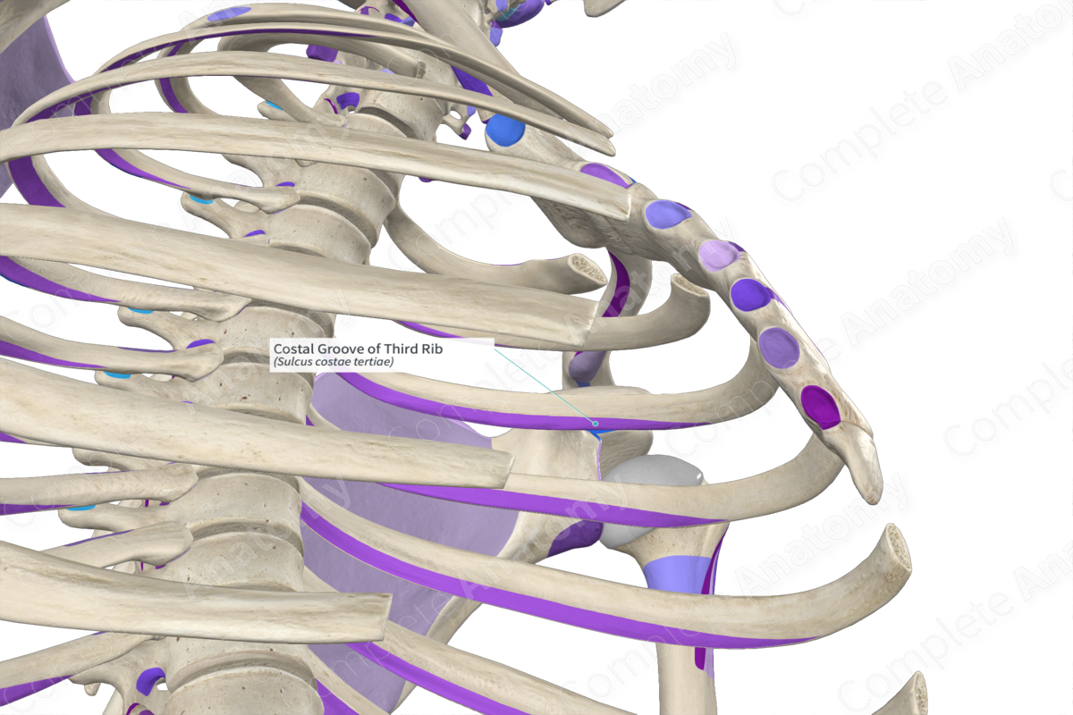 Costal Groove of Third Rib Complete Anatomy