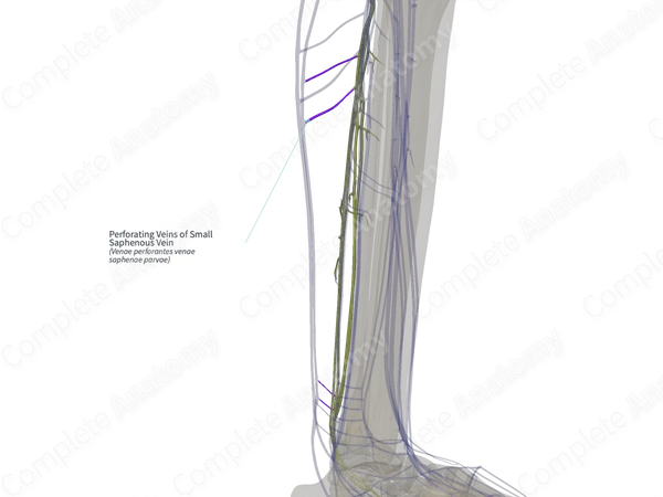 Perforating Veins of Small Saphenous Vein (Right)