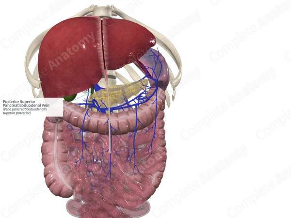 Posterior Superior Pancreaticoduodenal Vein