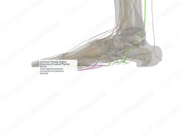 Common Plantar Digital Branches of Lateral Plantar Nerve (Left)