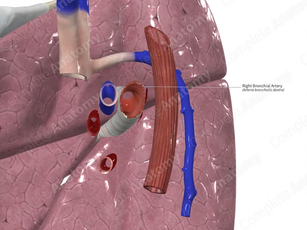 Right Bronchial Artery