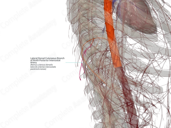 Lateral Dorsal Cutaneous Branch of Ninth Posterior Intercostal Artery (Right)