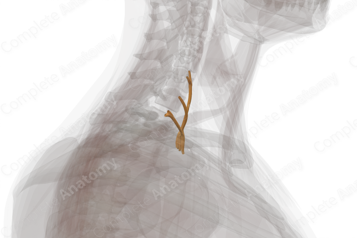 Supraclavicular Part Of Brachial Plexus (Left) | Complete Anatomy