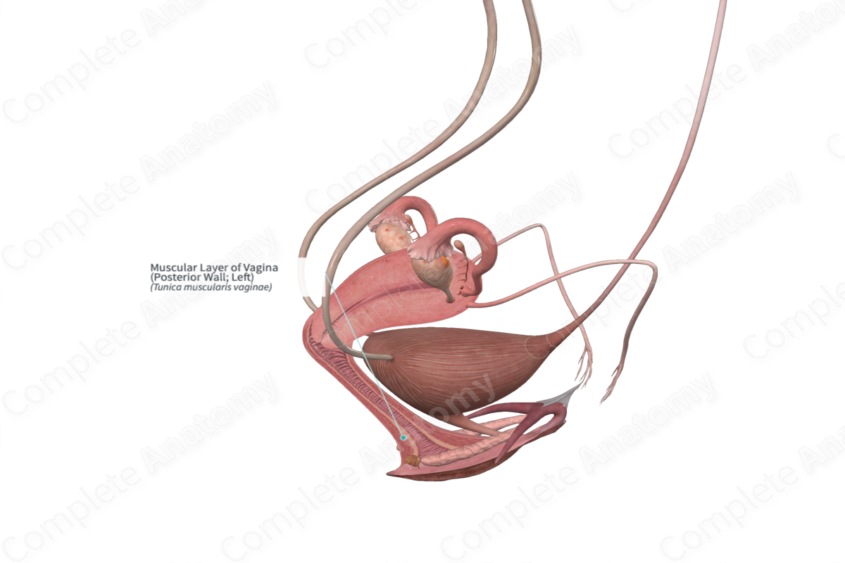 Muscular Layer of Vagina (Posterior Wall; Left) | Complete Anatomy