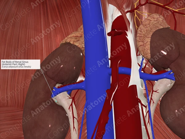 Fat Body of Renal Sinus (Anterior Part; Right)