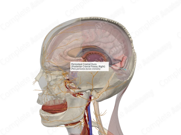 Periosteal Cranial Dura (Posterior Cranial Fossa; Right)
