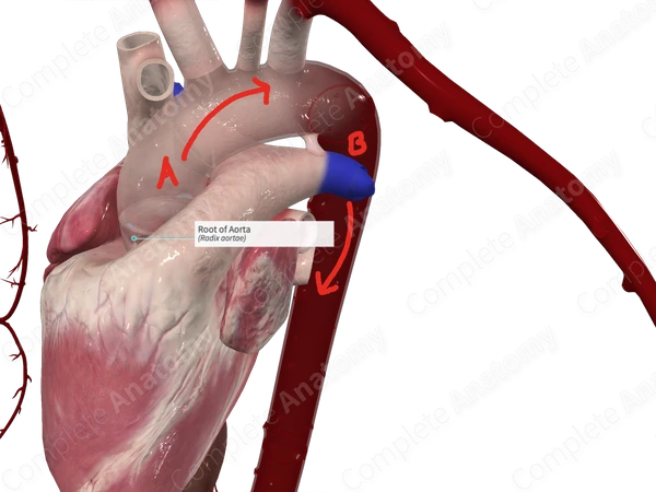 Root of Aorta