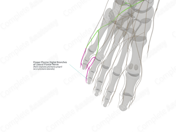 Proper Plantar Digital Branches of Lateral Plantar Nerve (Right)