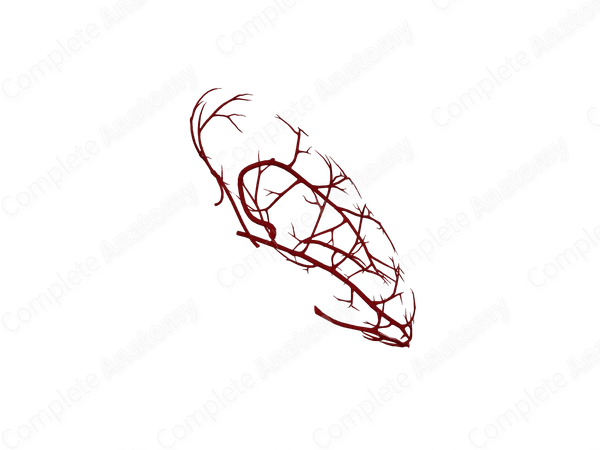 Arteries of Stomach