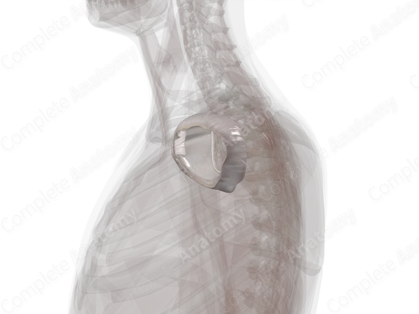 Glenohumeral Joint (Left)