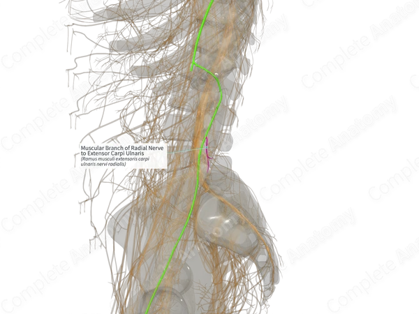 Muscular Branch of Radial Nerve to Extensor Carpi Ulnaris (Right)