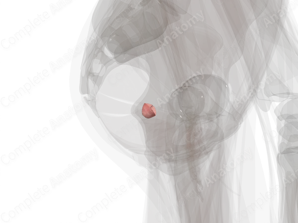 Cervix of Uterus