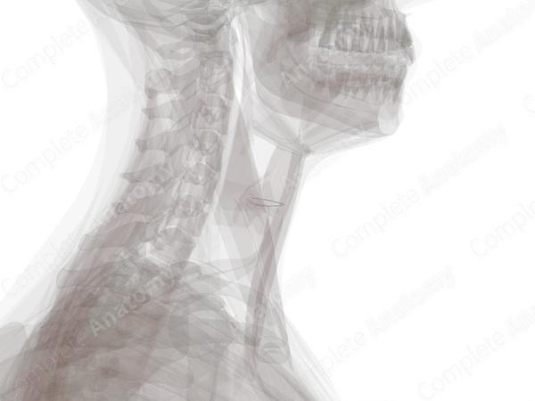 Laryngeal Cavity