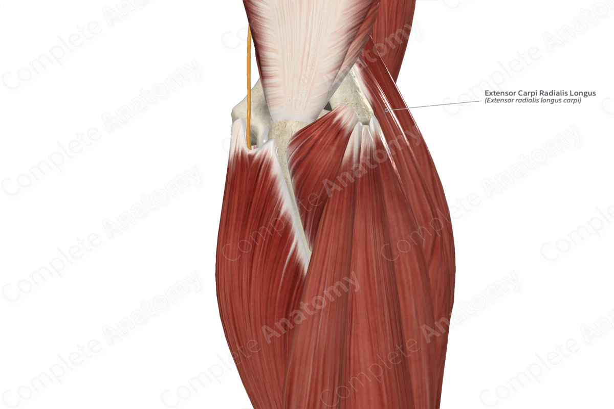 Extensor Carpi Radialis Longus 