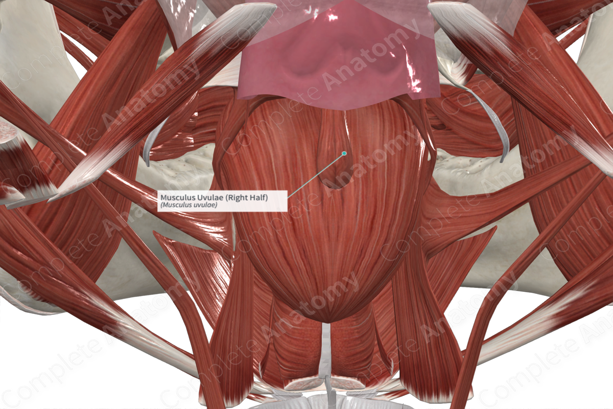 Musculus Uvulae (Right Half)