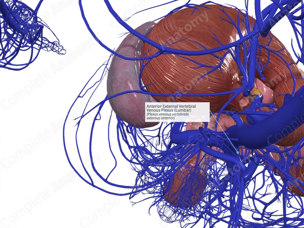 Anterior External Vertebral Venous Plexus (Lumbar)
