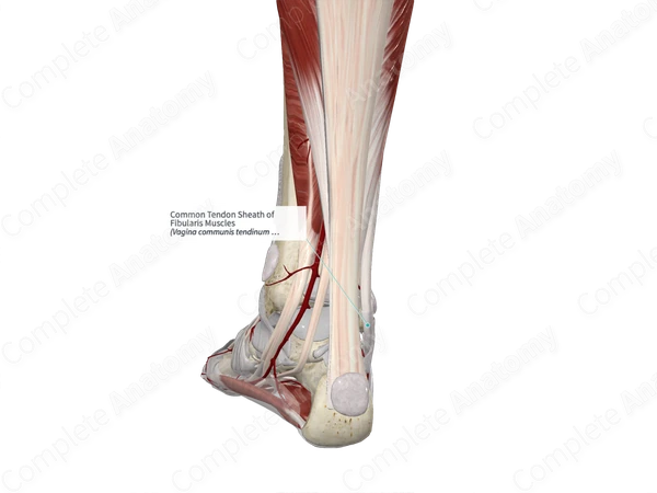 Common Tendon Sheath of Fibularis Muscles