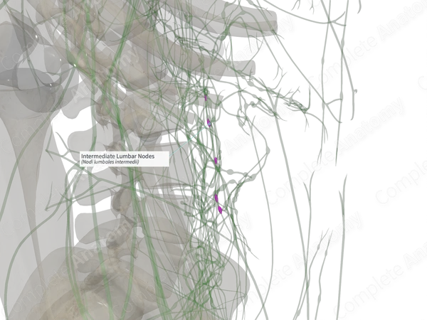Intermediate Lumbar Nodes