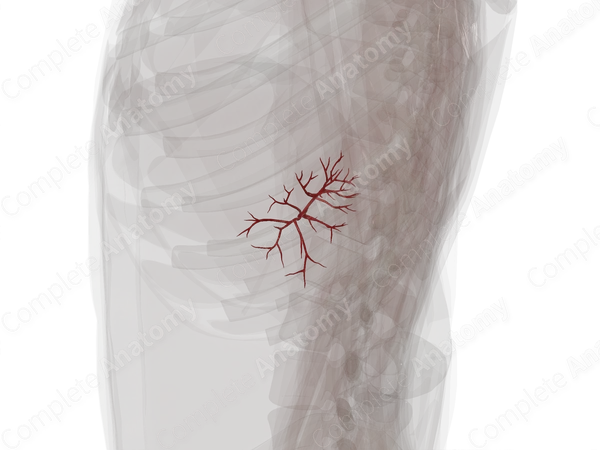 Arteries of Spleen