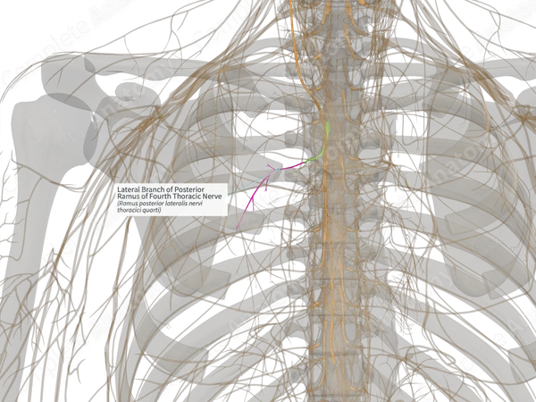 Lateral Branch of Posterior Ramus of Fourth Thoracic Nerve (Right)