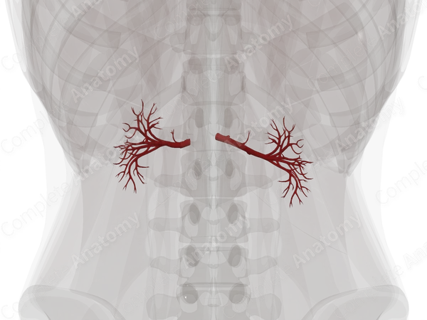 Arteries of Kidneys
