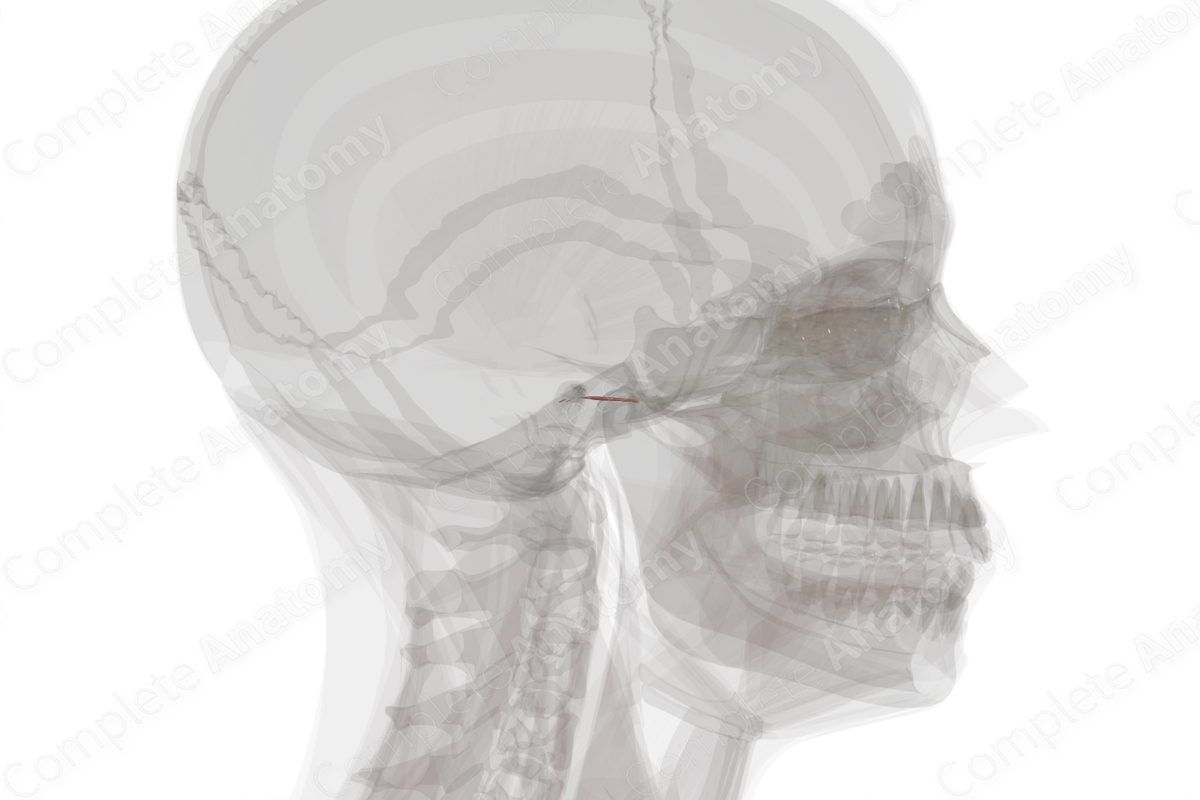 Muscles of Auditory Ossicles | Complete Anatomy