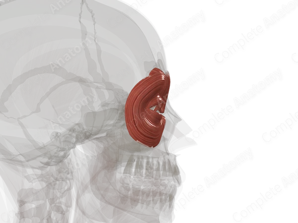 Circumorbital Muscles