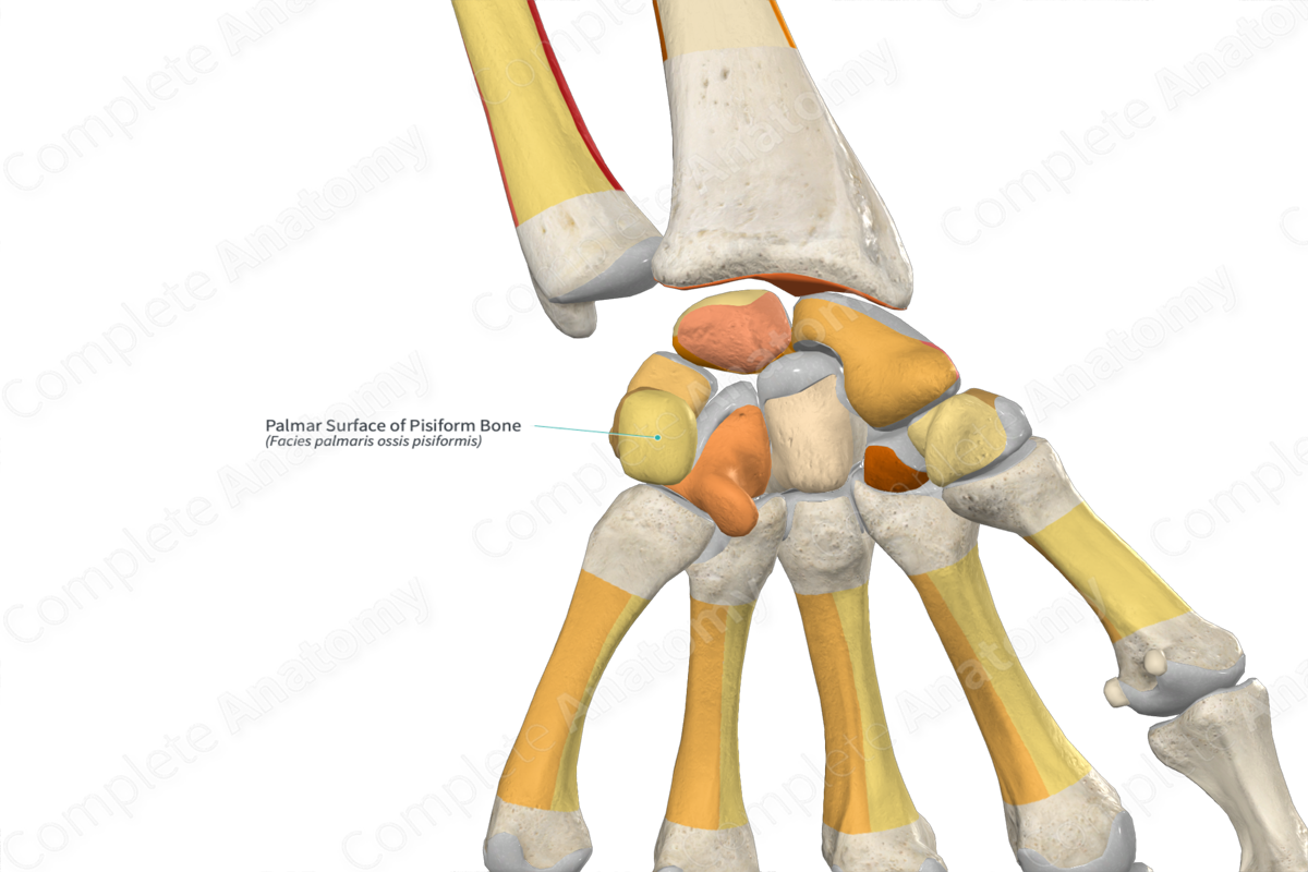 Palmar Surface of Pisiform Bone
