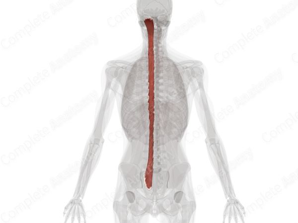 Transversospinal Muscles (Left)
