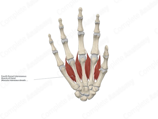 Fourth Dorsal Interosseous Muscle of Hand 