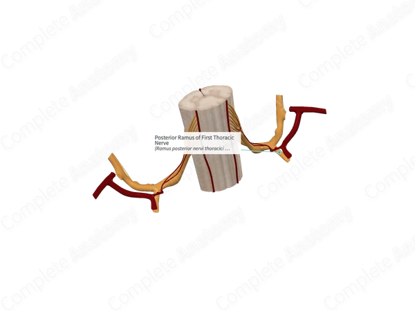 Posterior Ramus of First Thoracic Nerve 