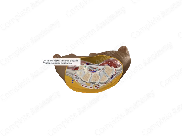 Common Flexor Tendon Sheath