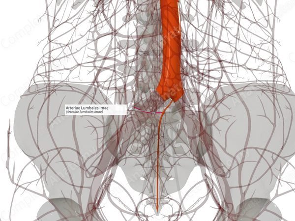 Arteriae Lumbales Imae (Left)