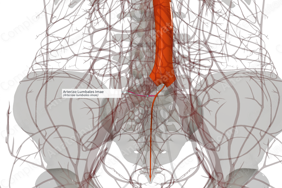 Arteriae Lumbales Imae (Left)