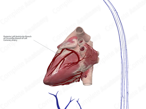 Inferior Left Ventricular Branch of Circumflex Artery of Heart