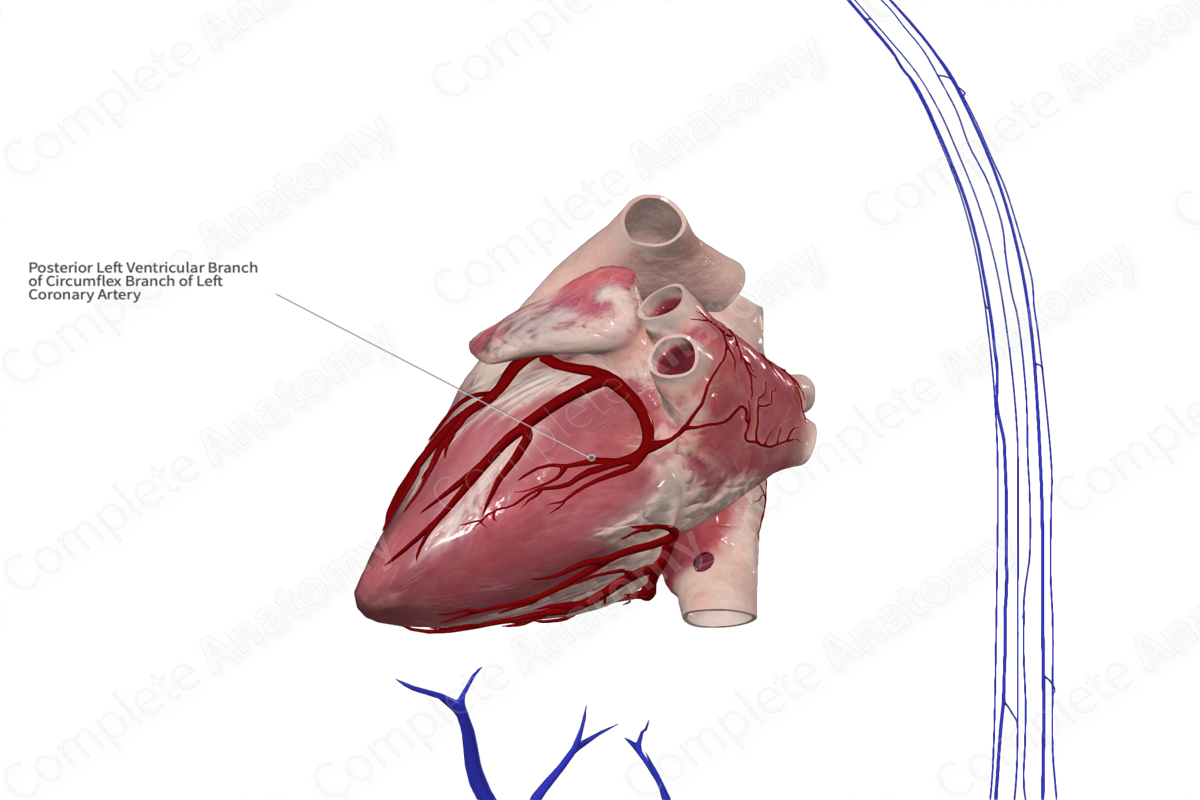 Inferior Left Ventricular Branch of Circumflex Artery of Heart