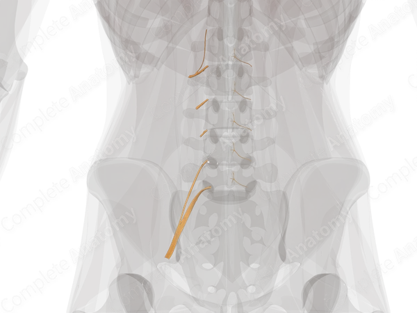 Anterior Rami of Lumbar Nerves (Left)