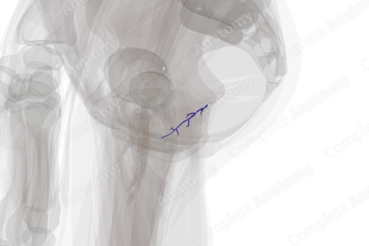 Veins of Vagina | Complete Anatomy