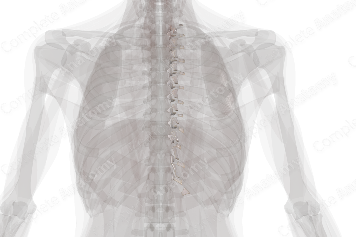 Costovertebral Joints (Left) Complete Anatomy
