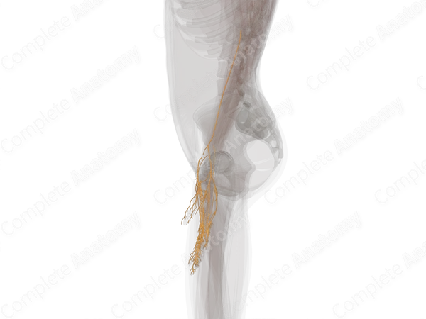 Nerves of Hand (Left)