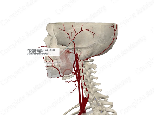 Parietal Branch of Superficial Temporal Artery