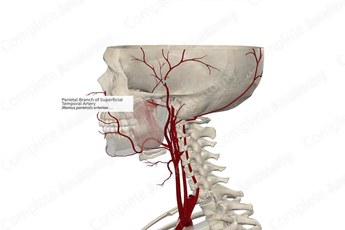 Parietal Branch of Superficial Temporal Artery 