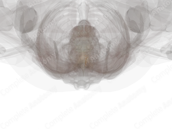 Posterior Roots of Thoracic Nerves (Left)